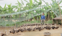 Từ nông dân bỗng chốc thành tỷ phú nhờ vịt trời